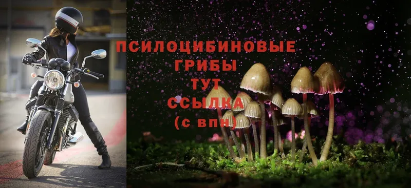 Псилоцибиновые грибы Magic Shrooms  Зубцов 